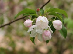 遅く咲いた桜