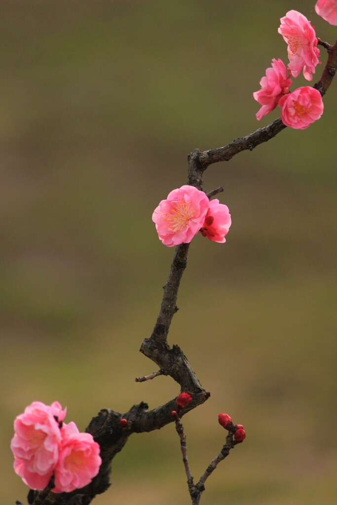 梅花の形