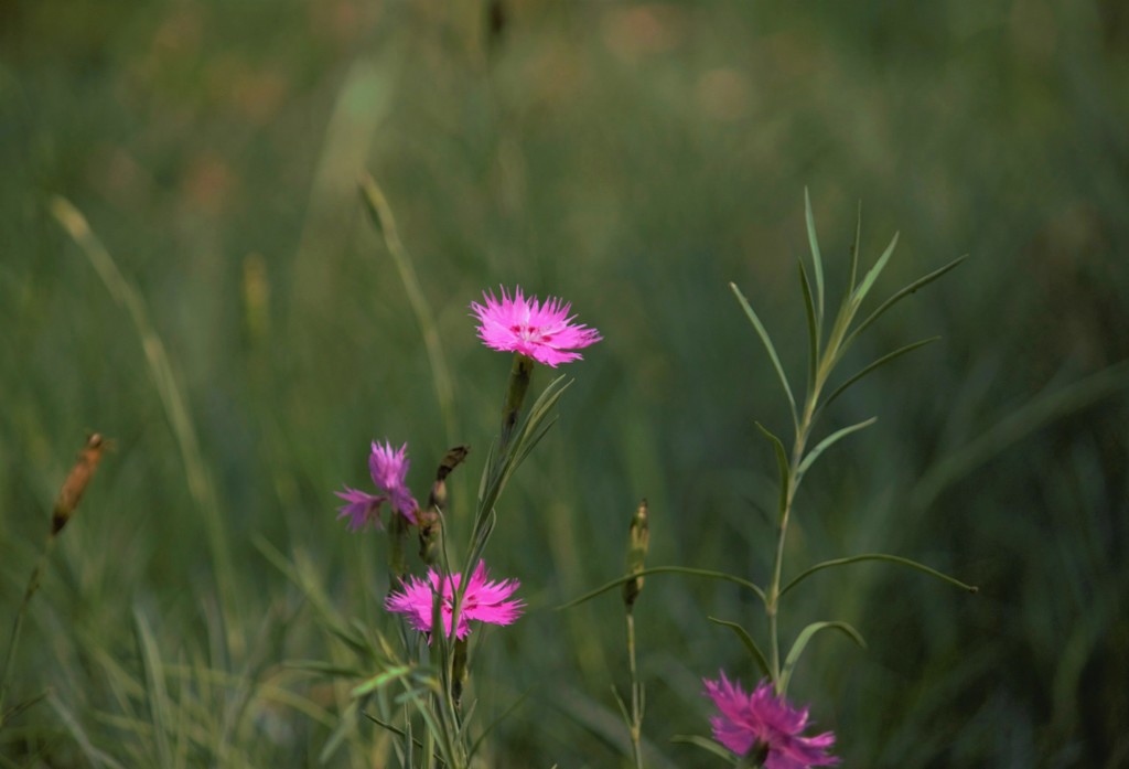 秋の野花