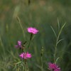 秋の野花