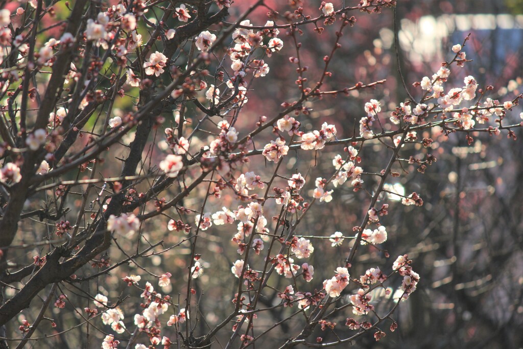 梅の花