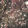 梅の花