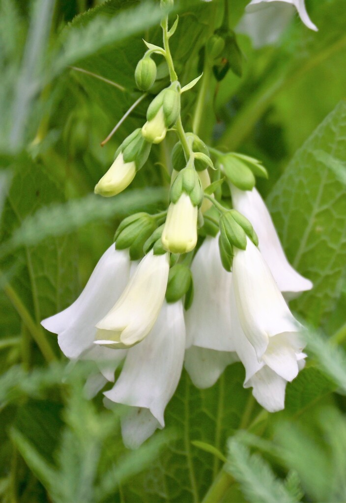 白いジギタリス