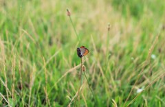 雑草中のベニシジミ