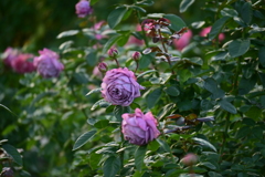 カインダブルー