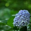 梅雨明けのアジサイ