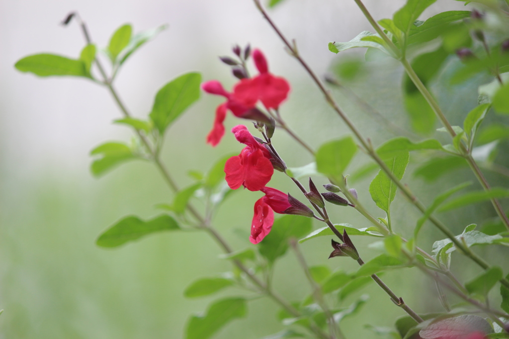 チェリーセージ