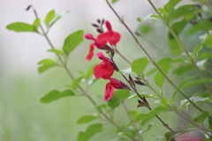 チェリーセージ