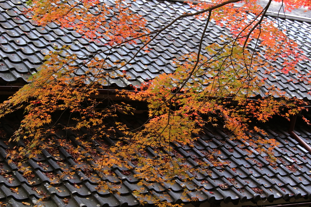 屋根上の落ち葉