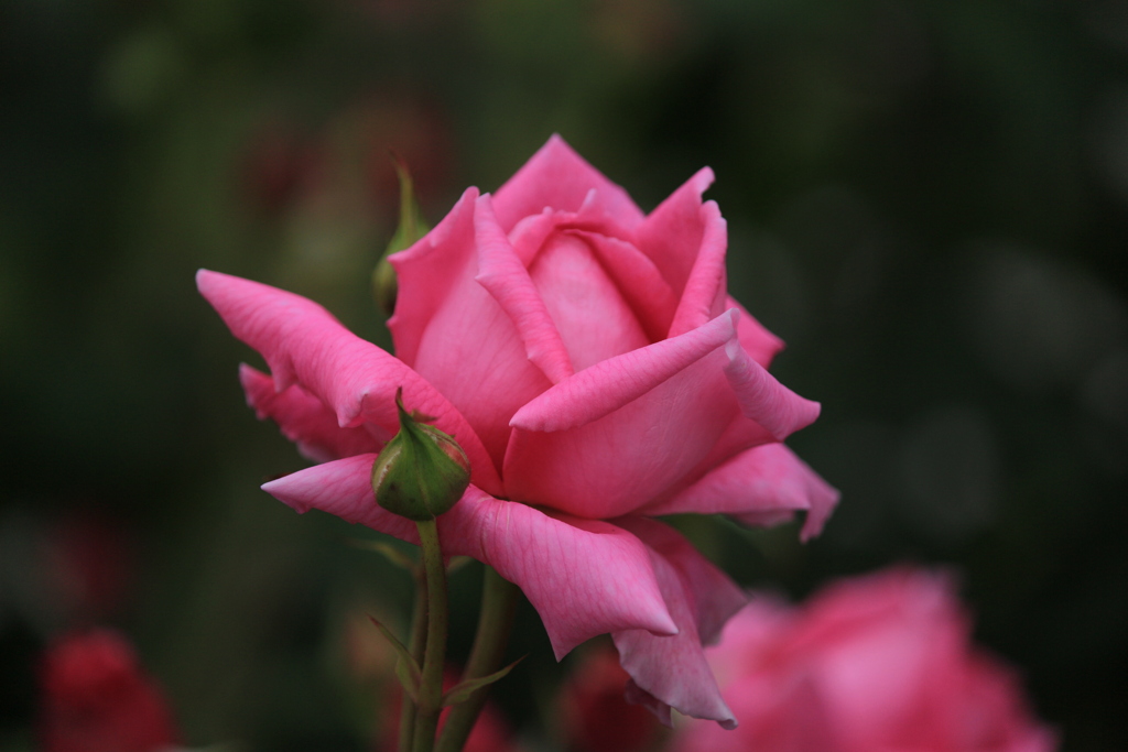 マダム ピア オイラー