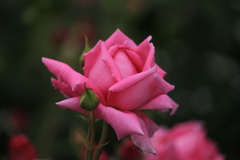 マダム ピア オイラー