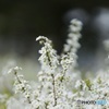 雪柳