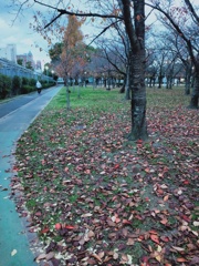 落葉の道