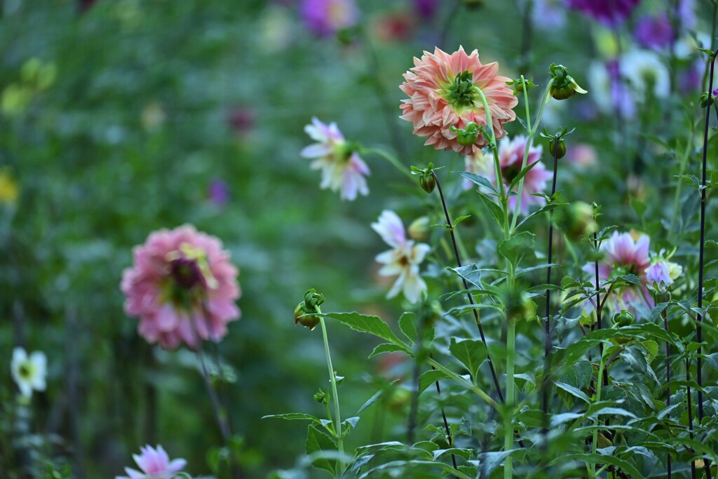 午後のダリア園
