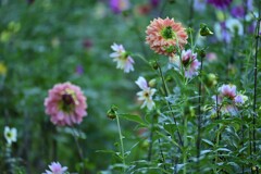 午後のダリア園