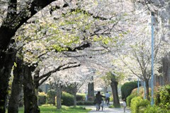 桜の季節Ⅱ
