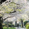 桜の季節Ⅱ
