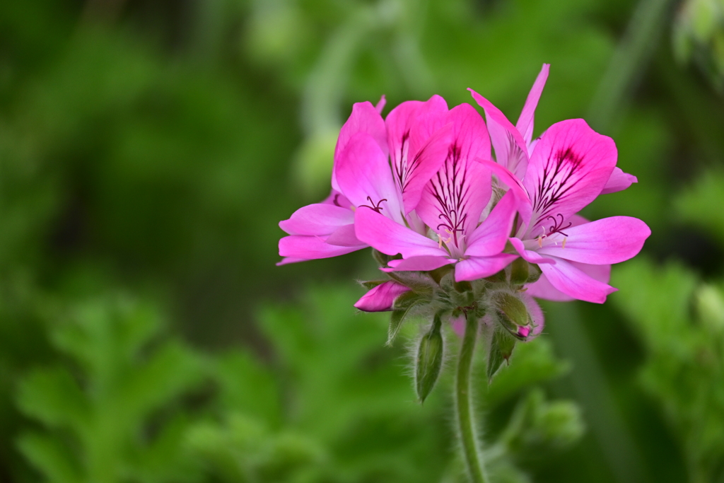 ローズゼラニウム