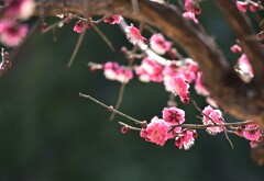 紅梅