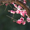 紅梅