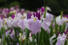 雨後の菖蒲園