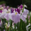 雨後の菖蒲園