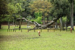 奈良公園にて