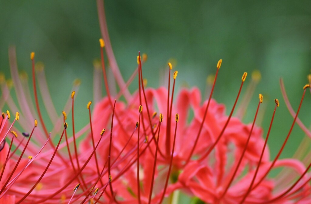 魅惑の花芯