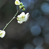 緑梅