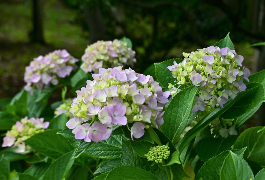 アジサイ咲き始め