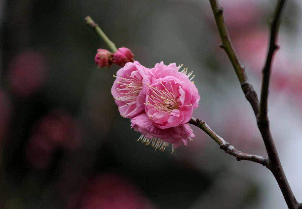 梅の花