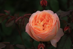 イングリッシュローズ