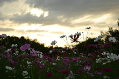 夕焼けの秋桜Ⅱ