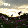 夕焼けの秋桜Ⅱ