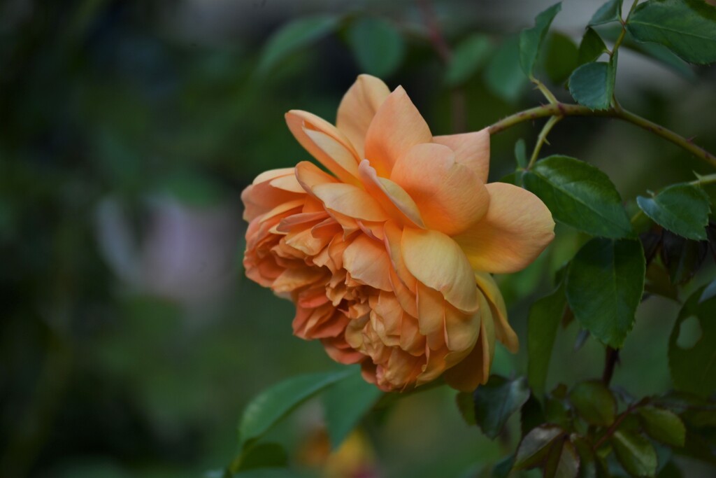 パット・オースチン