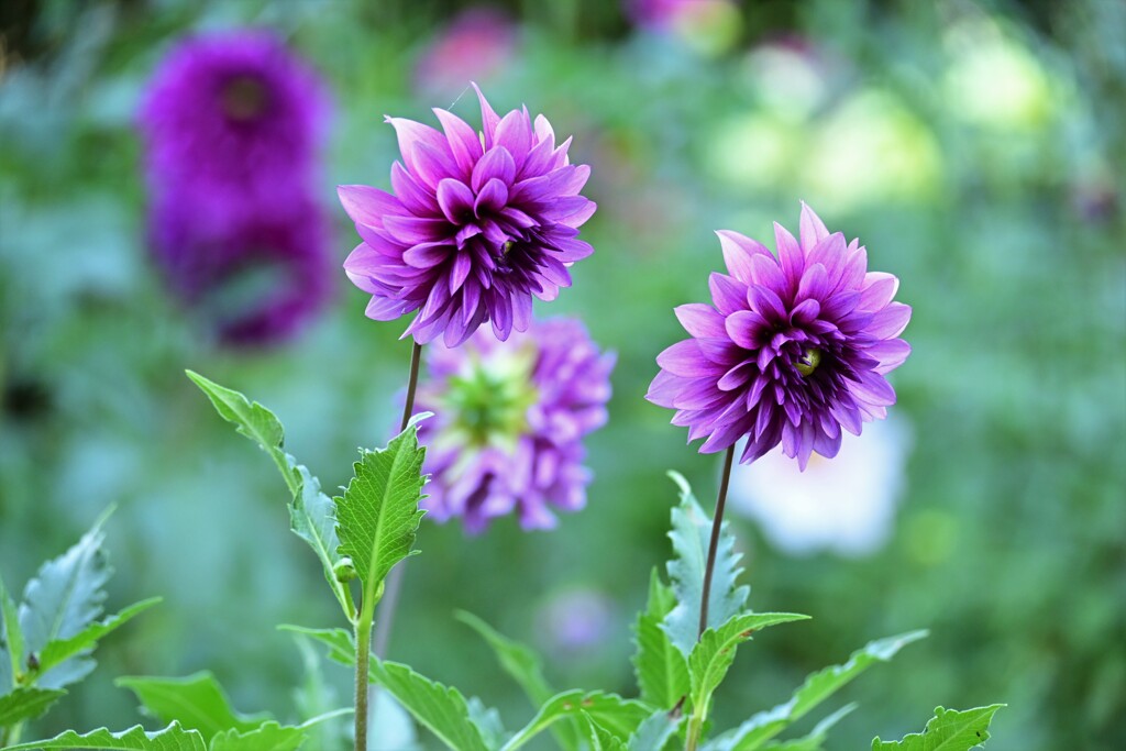 ダリア・ヴァーサ