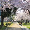 桜の季節