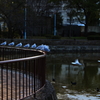 公園の鳩