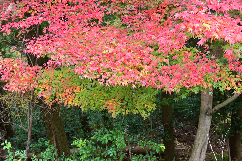 色とりどりなモミジ
