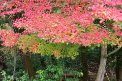 色とりどりなモミジ