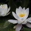 睡蓮２
