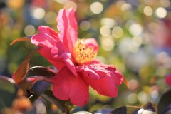 日差しを浴びているツバキ