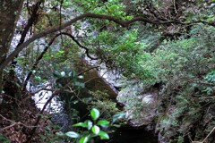すずしげな場所