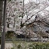 古い家に桜