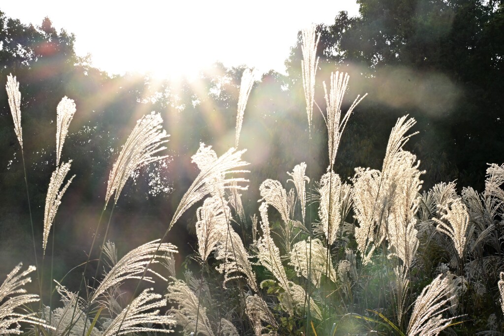 眩しいススキ