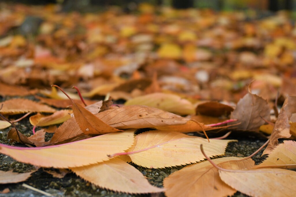 落葉