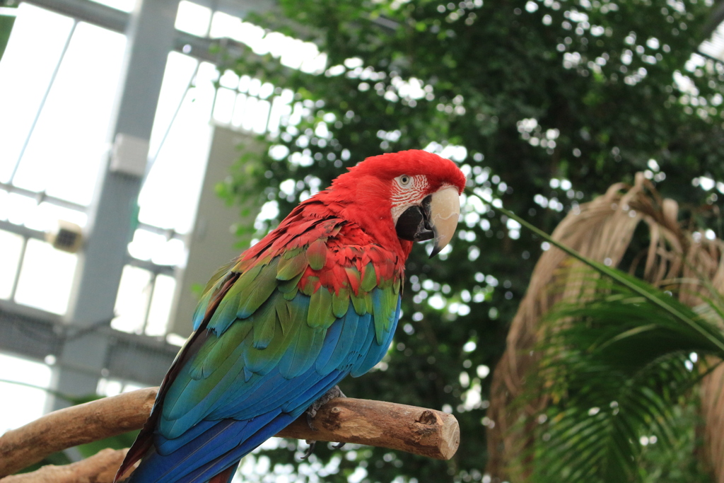 アカコンゴウインコ