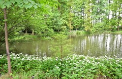 半夏生が咲いた池辺