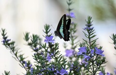 アオスジアゲハとローズマリー