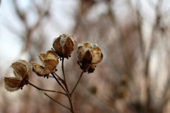 春が待ち遠しい